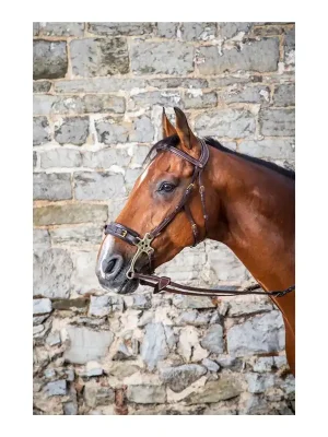 Dy'on Zaum Hackamore Dy'on Collection - braun Preis Gesenkt