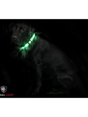 Animal Light Leucht - Hundehalsband "Cash" - Grün Preiswert