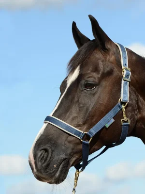 Aktuell Bucas Halfter Dublin - Marine/Argent , Warmblut