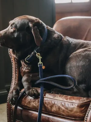 Aktuell Kentucky Dogwear Collier pour chien en nylon plaqué - Navy  , S