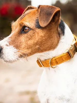 Collier pour chien Kentucky Dogwear Halsband "Velvet" - Moutarde  , S Begrenztes Angebot