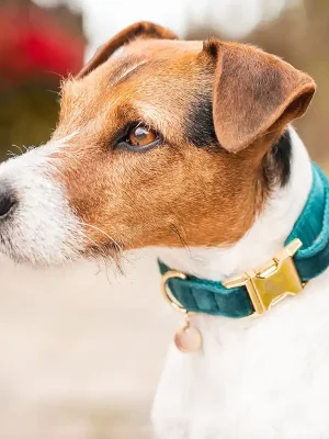 Collier pour chien Kentucky Dogwear Halsband "Velvet" - Emeraude  , XXS Sofort Bestellen