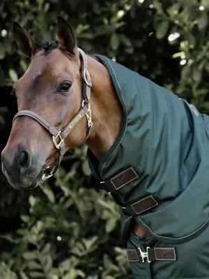Zertifiziert Kentucky Horsewear All Weather Couvre-cou 150g - Vert sapin , XL