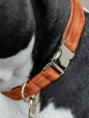 Ausverkauf Kentucky Dogwear Collier pour chien "Velvet" - Orange , M