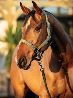 Begrenztes Angebot Horseware Amigo Licol & Longe - Winterberry, Pony