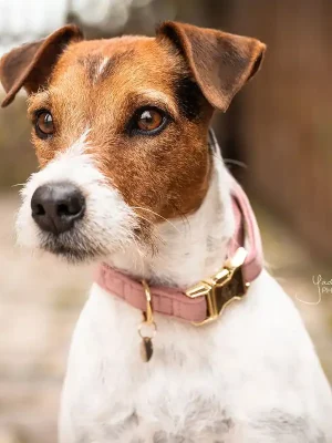 Direktkauf Kentucky Dogwear Halsband Dog Collar "Velvet" - Old Rose  , XXS