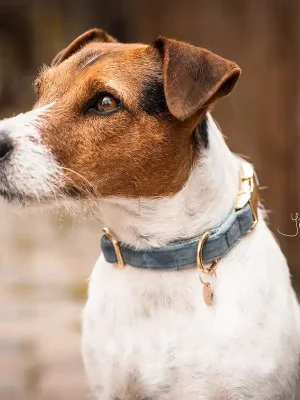 Highlight Kentucky Dogwear Halsband Dog Collar "Velvet" - Light Blue  , S