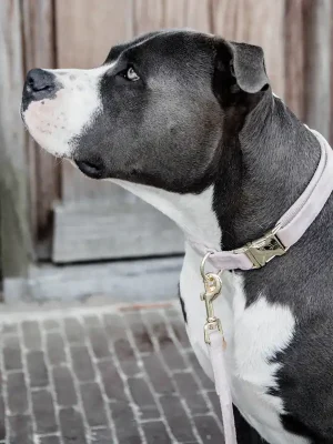 Wochenendangebot Kentucky Dogwear Halsband Dog Collar "Velvet" - Hell Rosa , M