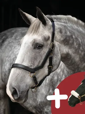 [Paket] Horseware Rambo Micklem Headcollar & Back on Track Halfterschoner-Set Echt