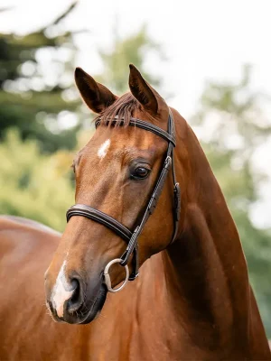 Aktuell Horseware Hunter Bridle - Havana Brown, Pony