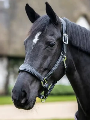 Aktuell LeMieux Stitched Leather Headcollar - Black, Warmblut