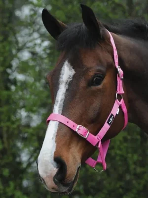 Jetzt Kaufen Saxon Economy Headcollar - Pink, großes Warmblut