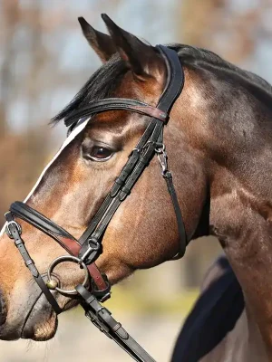 kavalkade trense everyday eng. komb.reithalfter geoeltes leder schwarz pony gross Finale Aktion