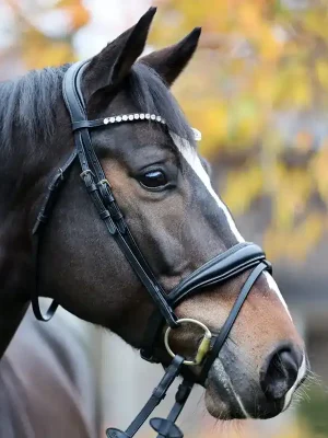 Preis Gesenkt kavalkade trense juliana mit engl. komb. reithalfter schwarz pony gross