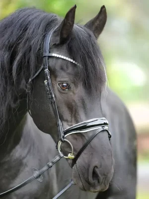 kavalkade trense juliana mit engl. komb. reithalfter pony gross schwarz weiss Kracherpreis
