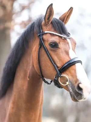 Preisknaller kavalkade lack trense florina mit schwed. komb.reithalfter rundgenaeht schwarz warmblut