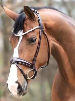 kavalkade lack trense florina mit schwed. komb.reithalfter rundgenaeht braun warmblut Bestpreis