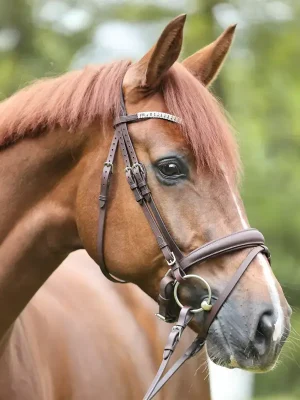 Billig kavalkade trense everlyn mit schwed.komb. reithalfter geoeltes leder braun warmblut