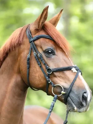 Neuheit kavalkade trense everado mit mex. reithalfter geoeltes leder warmblut schwarz