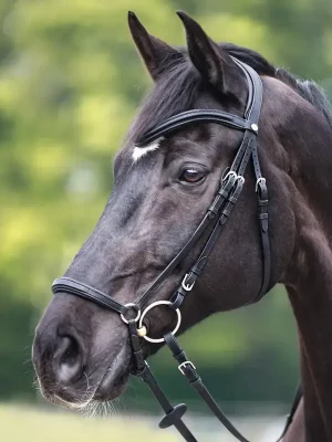 kavalkade trense everana mit hann. reithalfter geoeltes leder warmblut schwarz Heißes Angebot